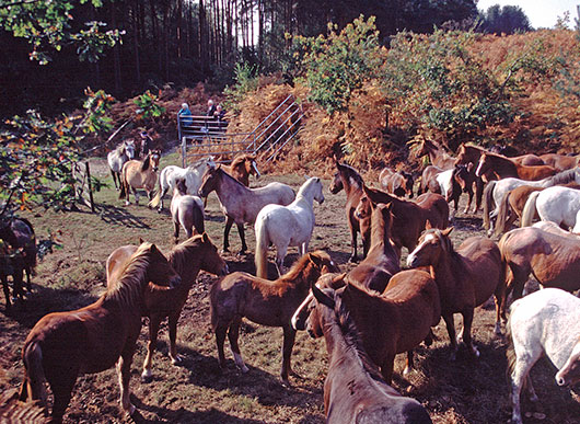 verderers of the new forest