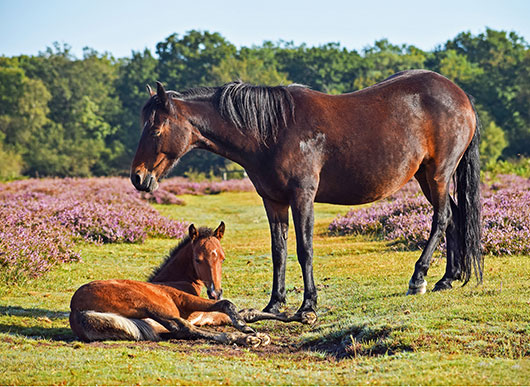 New Forest Verderers Education