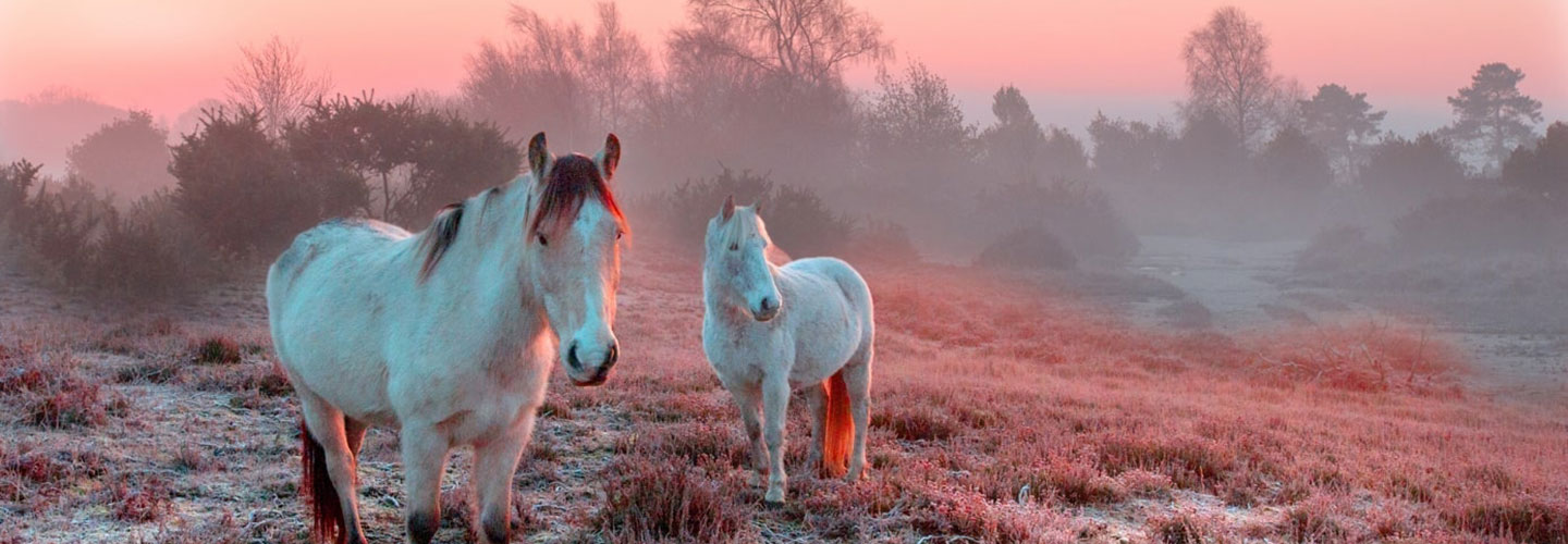 Verderers of the New Forest