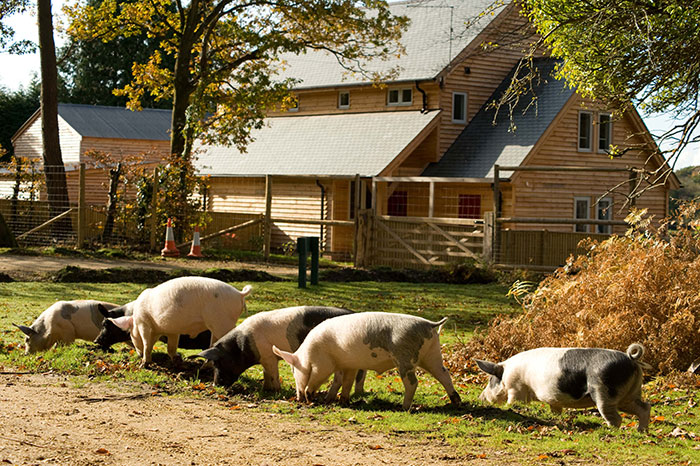 new forest pannage